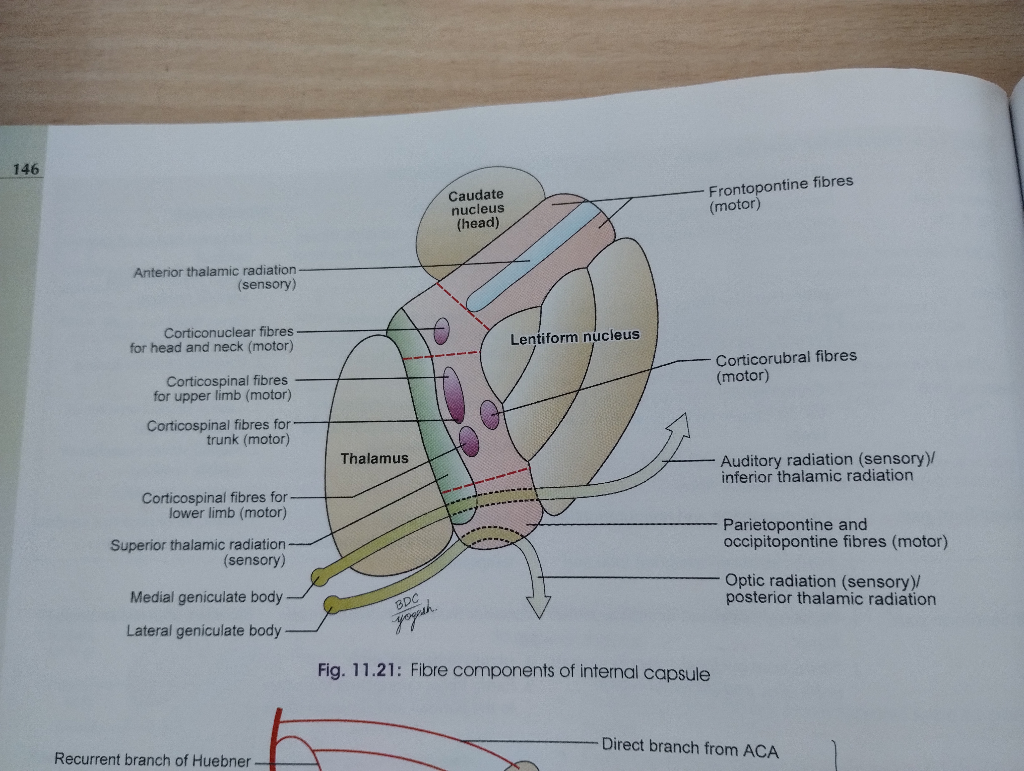 knowt flashcard image