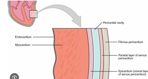 <p>Pericardium → Epicardium → Myocardium → Endocardium </p>