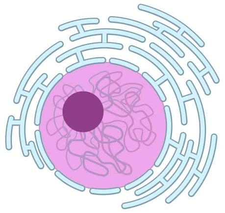 <p><span>houses all genetic information, including DNA</span></p>