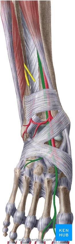 <p>What nerve / Innervation</p>