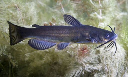 <p>Ameiurus melas </p><p>native</p><p>catfish</p><p>no scales on a dark body, large barbels near mouth, only slightly notched/forked tail, </p>