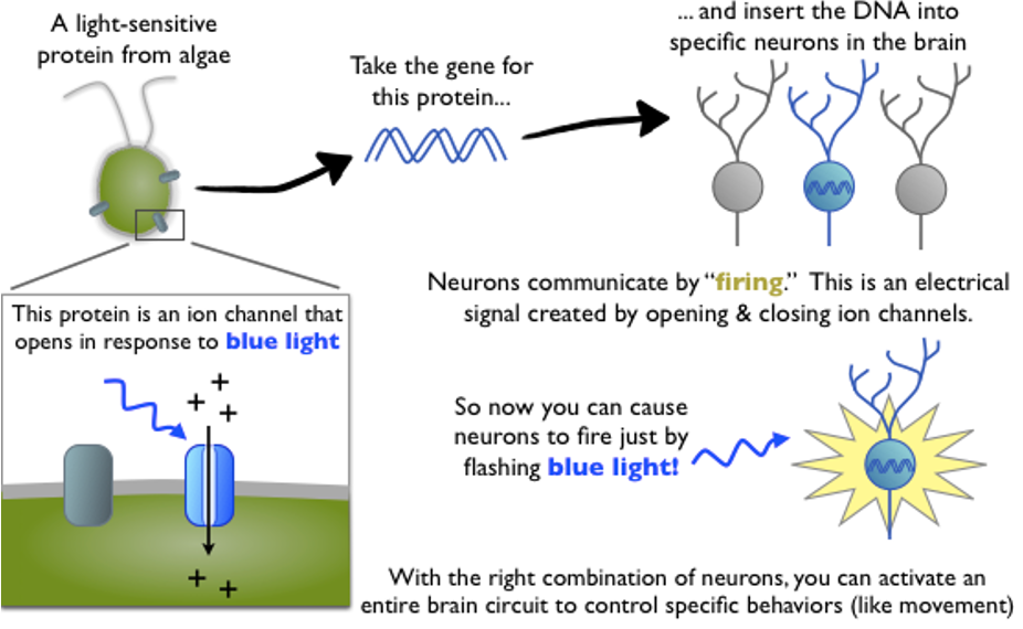 <p>A technique that allows researchers to use light to directly control the activity of different neurons in the brain </p>