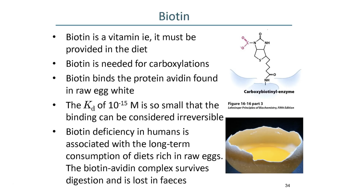 <p>vitamin that can only be provided by the diet</p><ul><li><p>it binds to protein avidin in raw egg white - eggs’ defence mechanism against bacteria</p><ul><li><p>avidin in egg white will extract the biotin out of cell and kill them </p></li></ul></li></ul><p></p>