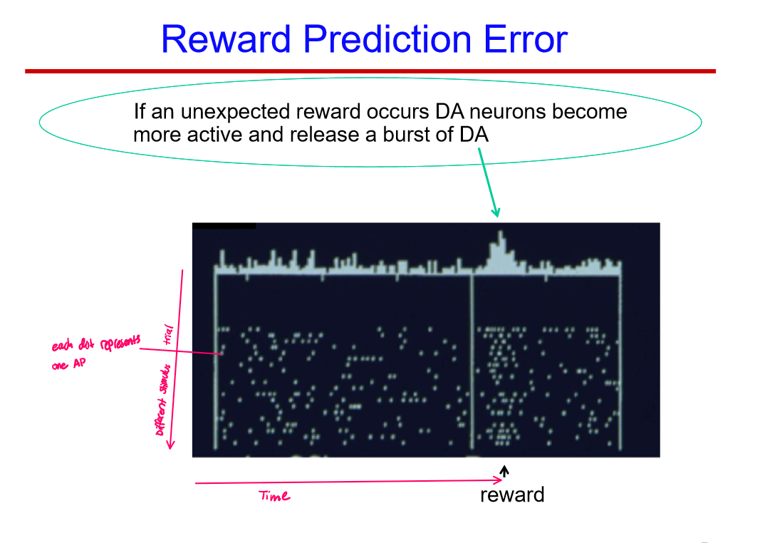 <p>When a reward was either more or less rewarding than what the brain predicted it to be, altering the amount of dopamine released</p>
