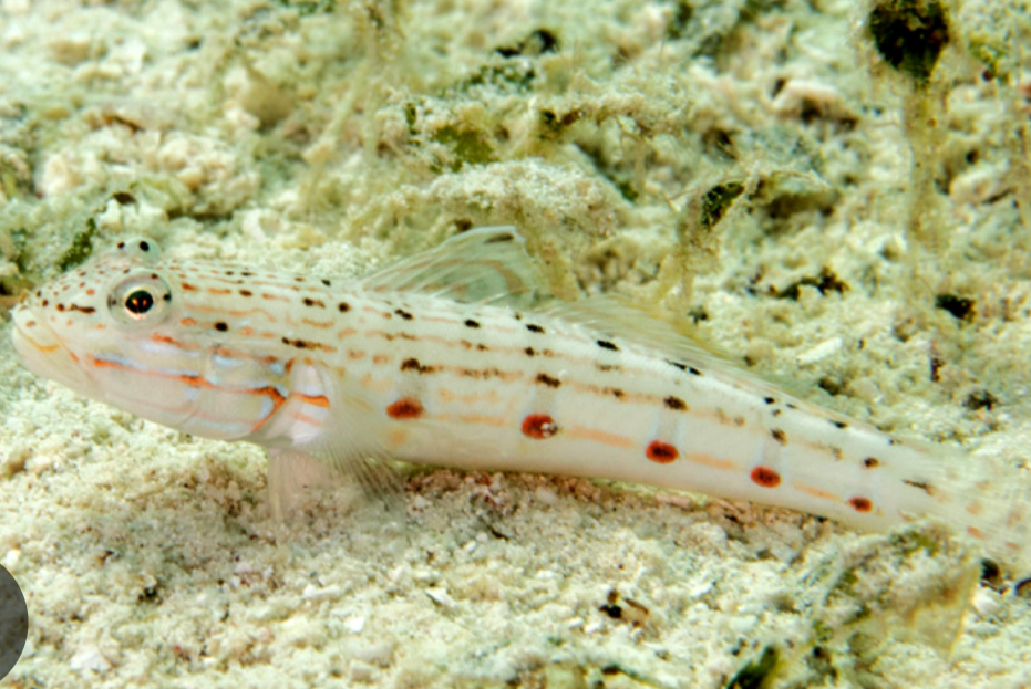 <p>Valenciennea longipinnis</p>