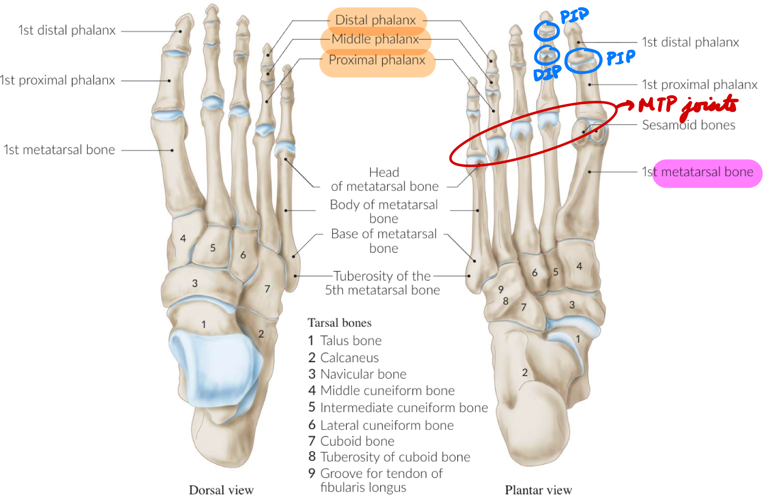 <p>Metatarsophalangeal (MTP) Joints: Between metatarsals and phalanges</p><p>Interphalangeal (IP) Joints:</p><ul><li><p>4 Toes: PIP and DIP</p></li><li><p>Hallux: PIP</p></li></ul><p></p>