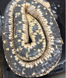 <p>What species is this</p>