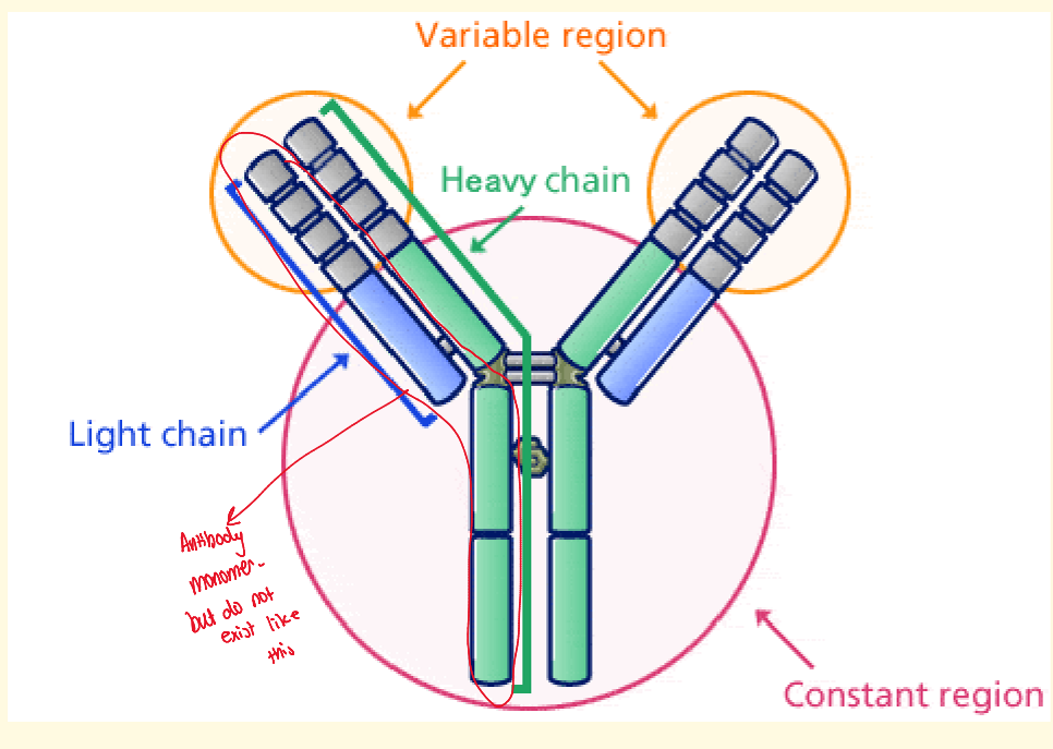 <p>it is a dimer made up of 2 polypeptides heavy and light chain joined by covalent bond </p><p>variable region at top </p><p>constant region from mid to bottom - helps anchor Ab to cell when acting like B cell receptor </p>