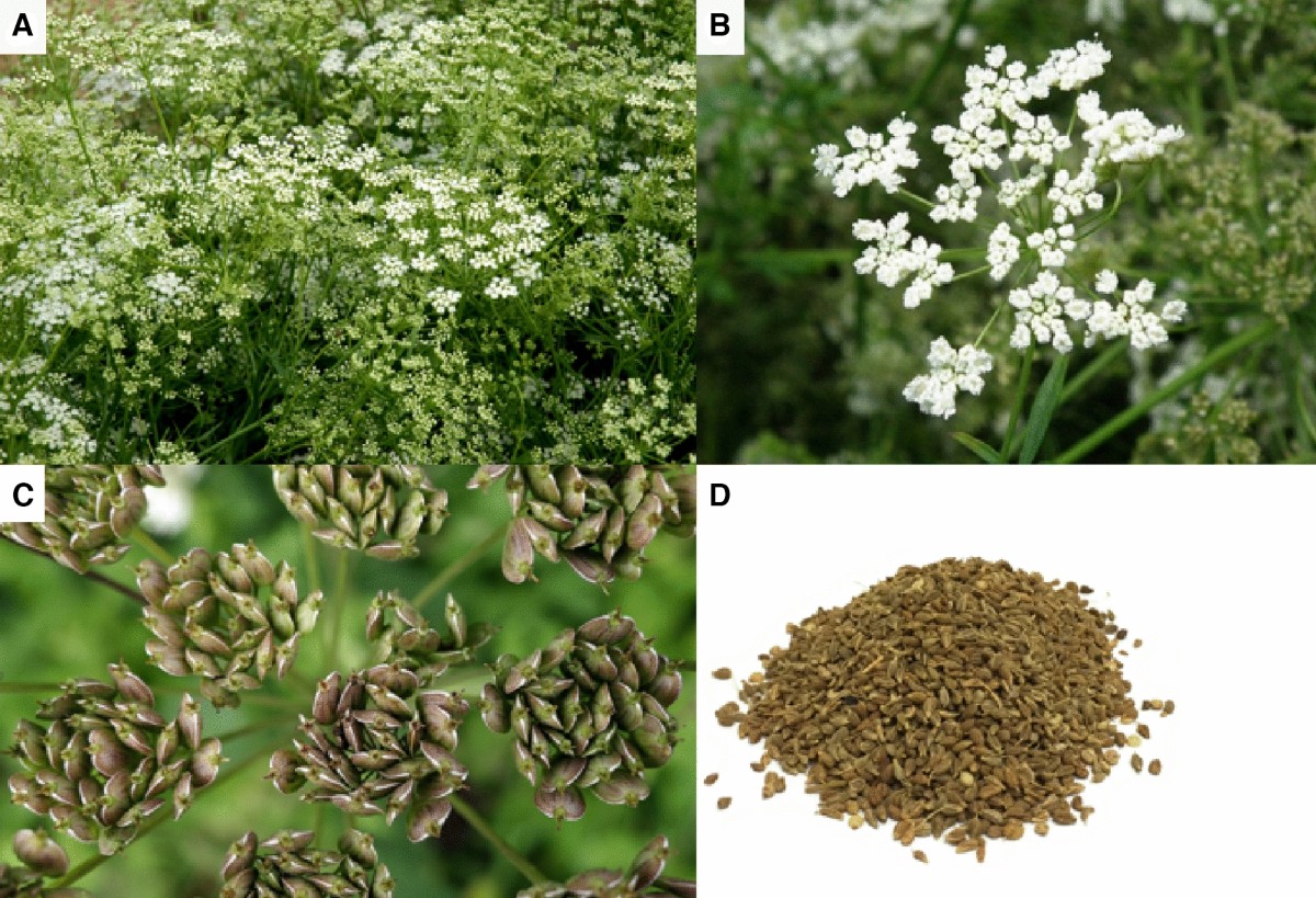 <p><strong>Common name</strong>: Anise</p><p><strong>Part used</strong>: <span style="background-color: transparent; font-family: "Helvetica Neue", sans-serif;">Seeds, essential oil</span></p><p><strong>Uses</strong>: <strong>Carminative</strong>, <strong>antispasmodic</strong>, expectorant, antimicrobial; indigestion, galactagouge</p><p><strong>Constituents</strong>: <span style="background-color: transparent; font-family: "Helvetica Neue", sans-serif;">Trans-anethole, estragole (methyl chavicol), Anisaldehyde, Anisic acid, coumarins, flavonoids, fixed oils</span></p>