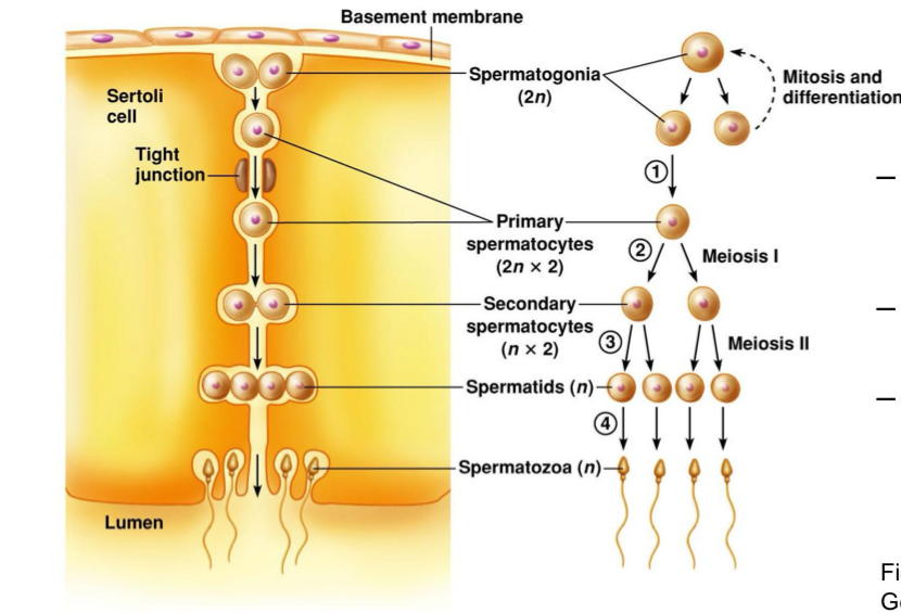 <ul><li><p>Spermatogonium produced during fetal development</p></li><li><p>Formed during fetal development to form <u>two spermatogonium</u></p></li></ul><ul><li><p>Following mitosis, one <u>spermatogonium</u> stays to produce more</p></li><li><p>The one spermatogonium goes through the tight junction (blood-testis barrier)</p></li><li><p>The other cell begins to undergo meiosis forming <u>spermatocytes</u></p></li><li><p>Four <u>spermatids</u> produced from one starting cell</p></li><li><p>Spermatids mature into <u>spermatozoa</u></p></li><li><p><u>Lose cytoplasm and gain a tail (</u>This is called <u>spermiogenesis)</u></p></li><li><p>Pinches outwards away from the seminiferous tubules</p></li></ul><p></p><p>Summary</p><ul><li><p>one serotonin cell → two spermatogonium → primary spermatocyte (one cell to undergo meiosis 1) → secondary spermatocytes (two cells undergo meisis 2) → spermatids → spermatozoa (loss cytoplasm + get tail) (the matured sperm cell)</p></li></ul><p></p>