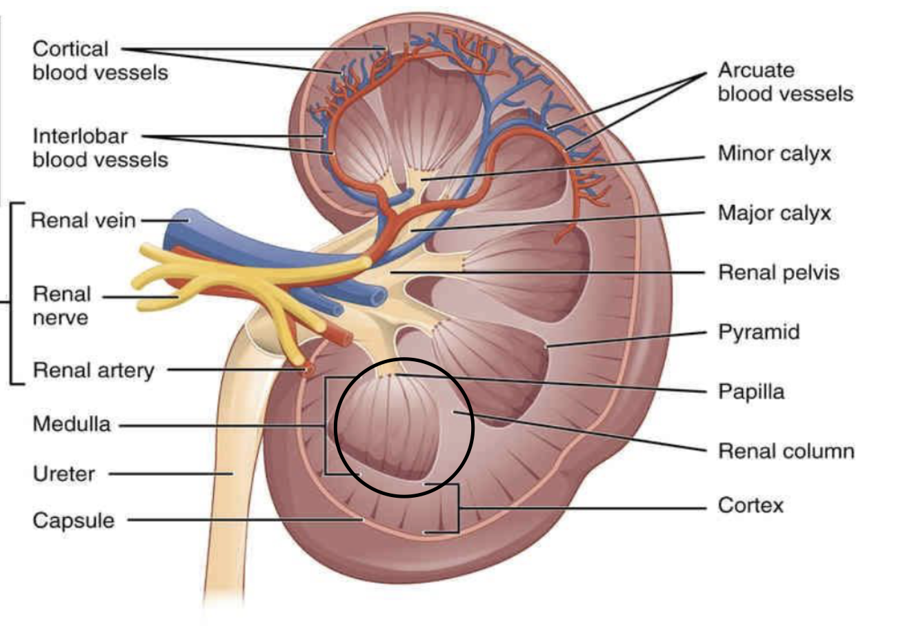 <p><span>functions primarily to concentrate urine through a countercurrent multiplier system involving the loops of Henle and collecting ducts, which reabsorb water and electrolytes</span></p>
