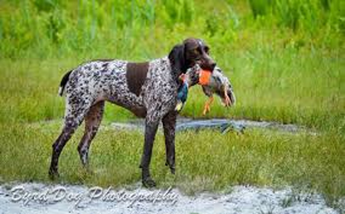 <p>to hunt</p>