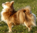 <p>welk type hond is dit</p>