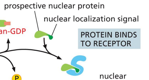 <p>Importin binds to NLS in cargo protein</p>