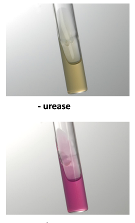<p>Example <strong>positive</strong> bacteria in a Urease test?</p>