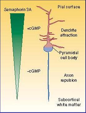 <p><strong>Extracellulair signaal</strong>: Sema3A (Semaphorin 3A)</p><ul><li><p>Correcte migratie en axonale guidance </p></li><li><p>Gradient</p></li><li><p>Chemo-attractant voor <strong>apicale dendrieten</strong></p></li><li><p>Chemo-repulsant voor <strong>basale dendrieten en axonen</strong></p></li></ul><p></p>