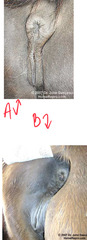 <p>What is the difference between the vulvar confirmation of these two mares? Which is preferable?</p>