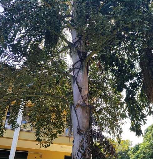 <p>Pinus oocarpa; Pinaceae; Gimnosperma</p>