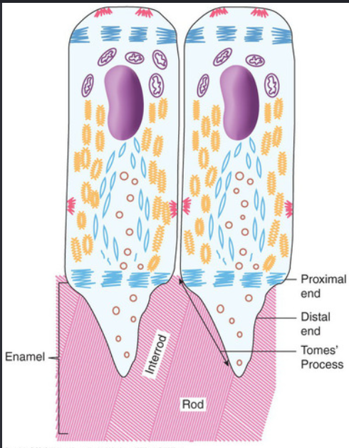 <p>Proximal - contacts adjacent ameloblasts on their sides and forms interod enamel.</p><p>Distal- interdigitates with the forming enamel, and forms enamel rod</p><p>(apposition stage)</p>
