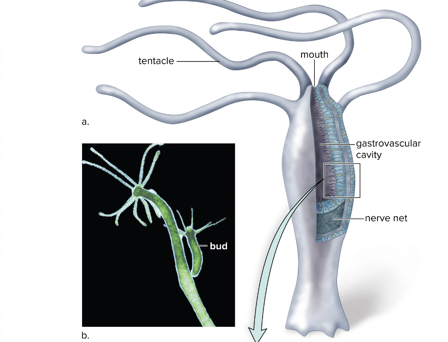 <ul><li><p>Attaches to rocks and plants in lakes or ponds</p></li><li><p>Takes form of a small, tubular polyp, saclike body plan with a single opening (mouth) surrounded by four to six tentacles</p></li><li><p>Longitudinal and circular muscle fibers</p></li><li><p>Diffuse nerve net below epidermis that communicates with sensory cells throughout the body</p></li><li><p>tentacle can reach out and grasp prey</p></li><li><p>Digestion begins in the gastrovascular cavity and is completed in the gastrodermal cells</p><ul><li><p>nutrients pass to other cells by diffusion</p></li></ul></li><li><p>Gastrovascular cavity also allows exchange of gases with watery medium</p></li><li><p>bodies exist only as polyps</p></li><li><p>reproduce sexually and asexually</p><ul><li><p>sexual reproduction by developing an ovary or testis in body wall</p></li><li><p>asexual reproduction by budding</p></li></ul></li></ul><p></p>
