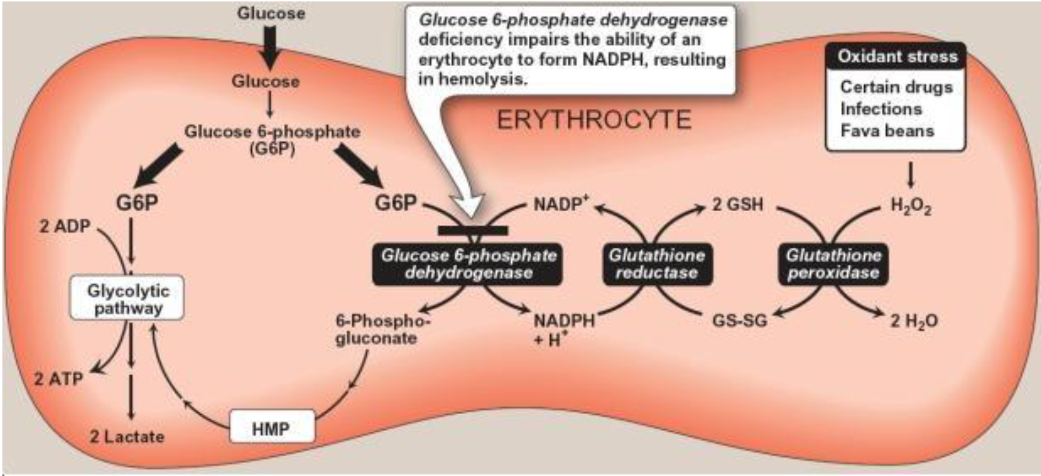 <p> Glutathione is THE major endogenous antioxidant produced by all cells, participating directly</p><p>in the neutralization of free radicals and reactive oxygen compounds, as well as maintaining</p><p>exogenous antioxidants such as vitamins C and E in their reduced (active) forms</p><p></p><p>-Here’s where it all comes together to prevent HEMOLYTIC ANEMIA </p>
