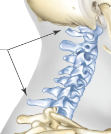 <p><span style="background-color: transparent; font-family: "EB Garamond", serif;"><span>&nbsp;the seven bones that make up the top portion of the vertebral column, forming the neck region and providing support, stability, and movement for the head and neck</span></span></p>
