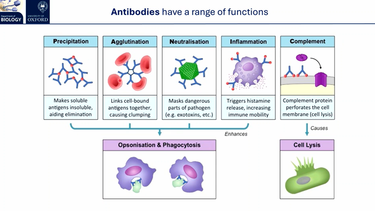 <p>following antigen recognition and clonal expansion:</p><ul><li><p><strong>effector plasma </strong>(B) <strong>cells </strong>secrete large amounts of <strong>antibody </strong>and <strong>cytokines</strong></p><ul><li><p>antibodies <strong>precipitate </strong>soluble antigens, link cell-bound antigens together to cause <strong>clumping</strong>, <strong>mask toxins</strong>, trigger <strong>histamine </strong>release for inflammation, and target <strong>natural killer </strong>cells to infected cells in <strong>cellular cytotoxicity</strong></p></li></ul></li></ul><ul><li><p><strong>effector T helper </strong>(CD4+ co-receptor) <strong>cells </strong>produce <strong>interleukins </strong>(cytokines) to coordinate the immune response and activate B cells</p></li><li><p><strong>effector T killer </strong>(CD8+ co-receptor) <strong>cells </strong>release <strong>cytotoxic </strong>granules (perforin + granzymes) to trigger <strong>apoptosis</strong></p></li></ul><p></p>