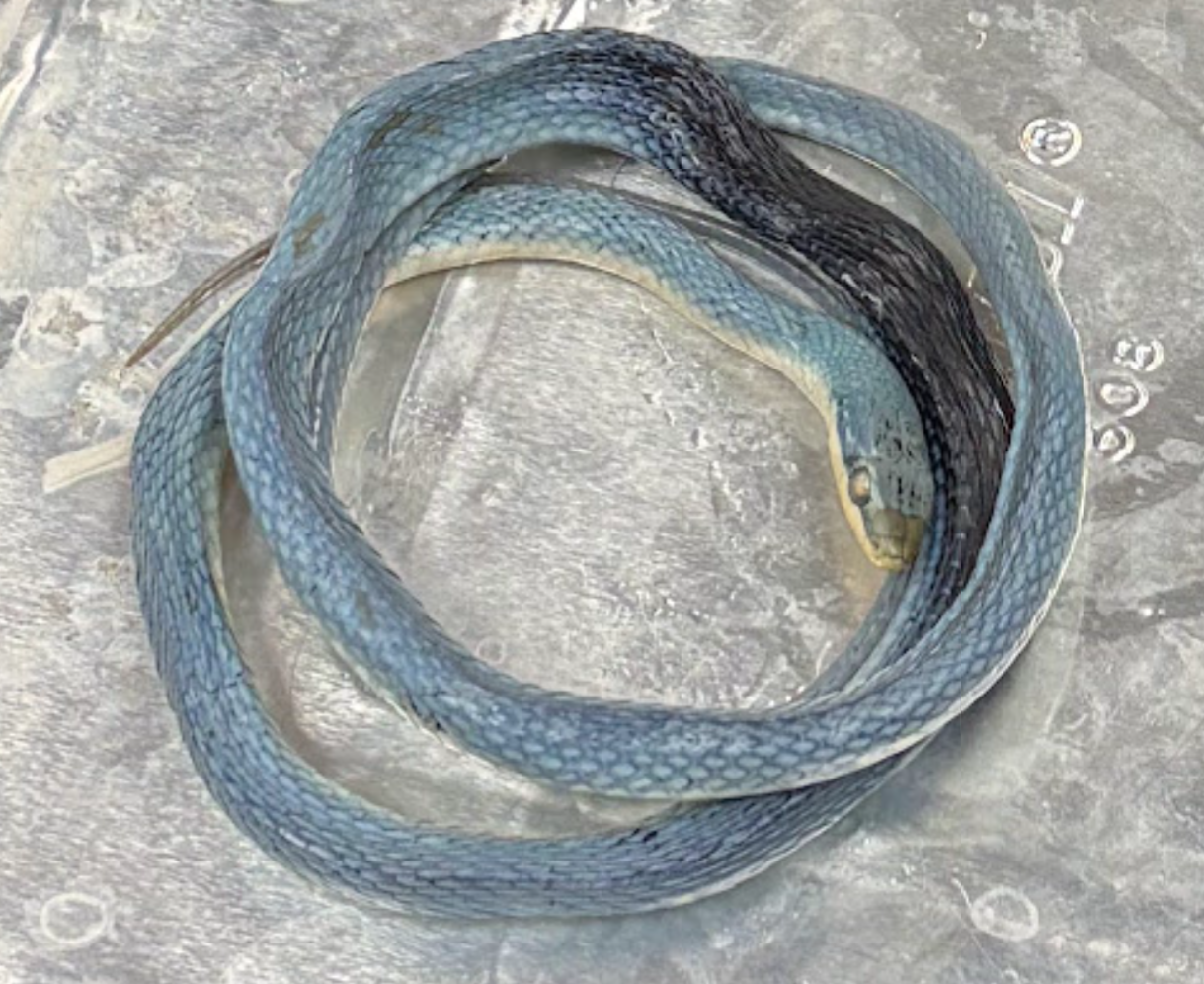 <p>Opheodrys aestivus</p>