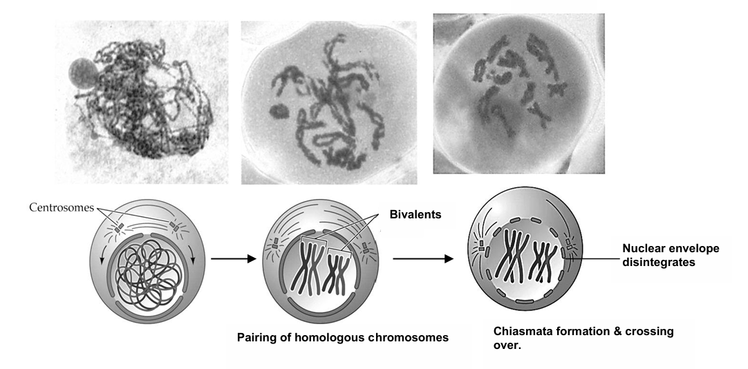 <ol><li><p>chromosomes become visible due to condensation of chromatin</p></li><li><p>homologous chromosomes pair up in a process known as synapsis, and each pair of homologous chromosomes constitutes a bivalent</p></li><li><p>chiasmata may form between chromatids of a pair of homologous chromosomes, and crossing over occurs</p></li><li><p>centrosomes migrate to opposite poles of the cell</p></li><li><p>spindle fibres extend from each pole towards the equator of the cell</p></li><li><p>the nucleolus disappears and nuclear envelope breaks down, due to the nuclear membrane fragmenting into vesicles</p></li></ol><p></p>