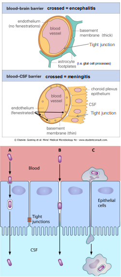 <p><strong><u>transcellular</u></strong></p><ul><li><p>infection → growing across ECs</p></li><li><p>passive transport via endocytosis</p></li></ul><p><strong><u>pericellular</u></strong></p><ul><li><p>transport between cells (if junctions weaken by inflammation)</p></li></ul><p><strong><u>trojan horse</u></strong></p><ul><li><p>inflammation allows infected WBCs to enter CNS</p></li></ul><p></p>
