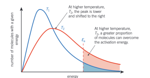<ul><li><p>average energy of molecules also increases</p></li><li><p>small proportion of molecules will have low energy but more molecules would have high energy</p></li><li><p>graph is now stretched over greater range of energy values</p></li><li><p>peak is lower on y-axis and further along x-axis so at higher energy</p></li><li><p>same number of molecules so area under curve remains the same</p></li></ul><p></p>