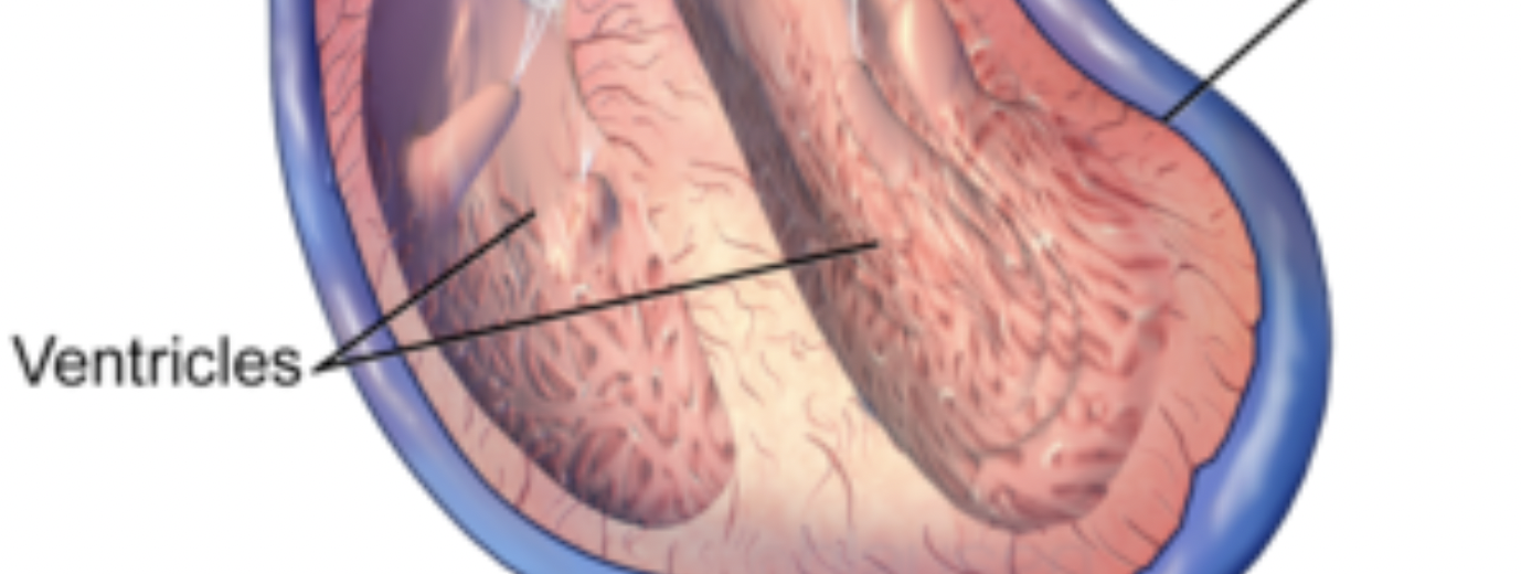 <p>Identify the feature of the heart</p>