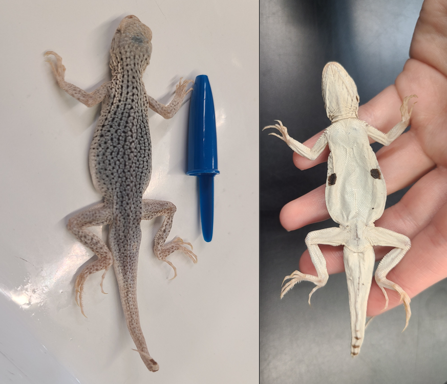 <p><span>Scientific name and distinguishing features</span></p>