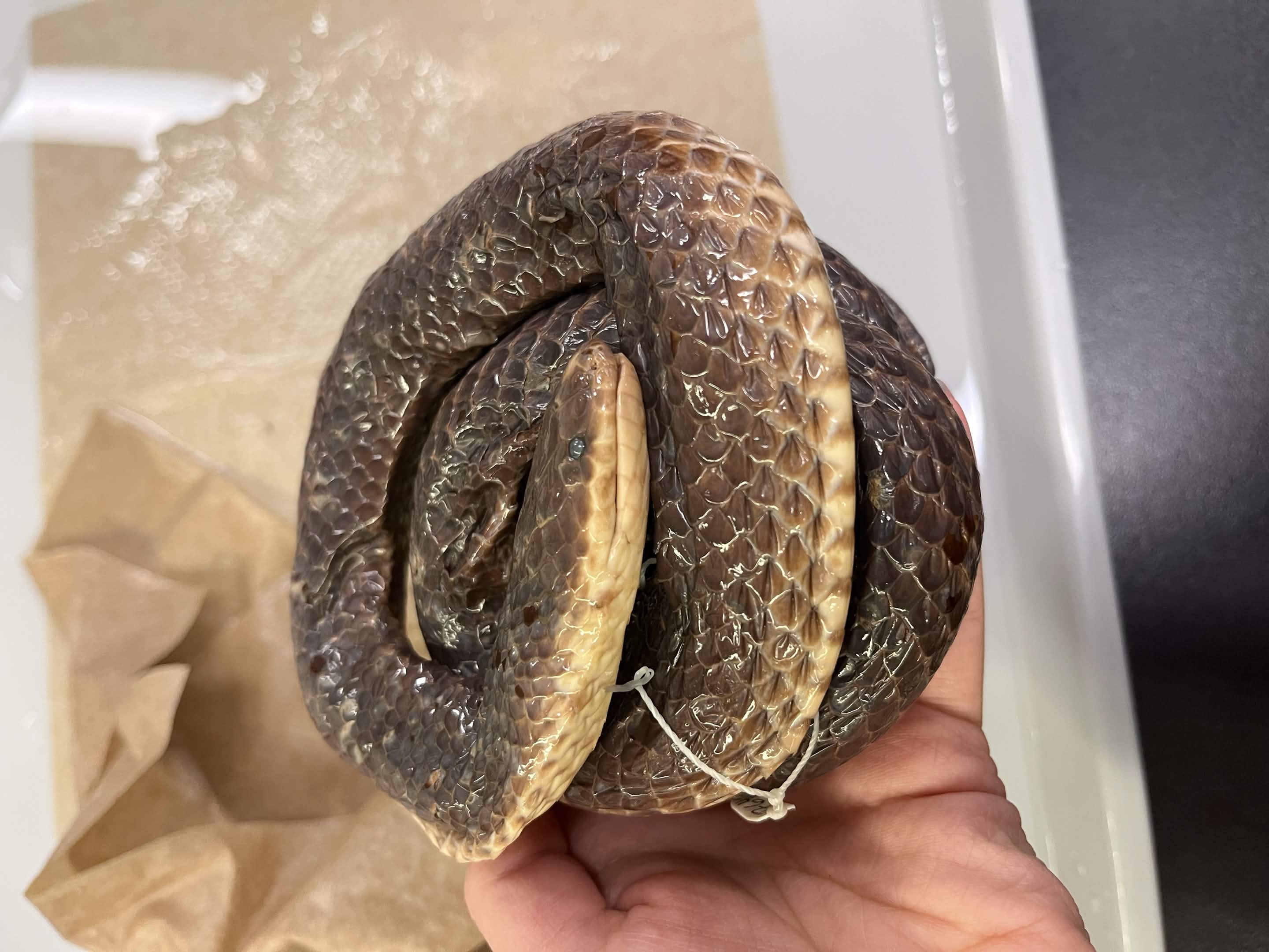 <p>Infraorder + Family?</p>