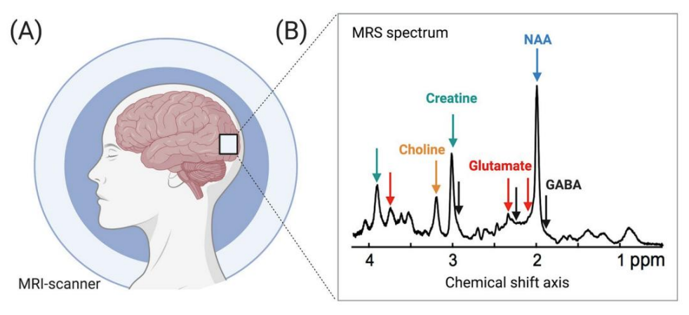 <ul><li><p>Need for less invasive techniques</p></li><li><p>An example is <strong>magnetic resonance spectroscopy</strong> - works for specific NTs as shown in figure - good for in vivo (don’t need to know NAA)</p></li><li><p>Useful for in vivo imaging, but limited spatial/temporal resolution and only works for certain neurotransmitters</p></li><li><p><strong>Metabolites</strong> can be used as a surrogate measure</p></li><li><p>Metabolites are easier to measure (e.g. blood, urine)</p><ul><li><p><strong>5-Hydroxy indoleacetic acid (5-HIAA)</strong> = metabolite for serotonin</p></li><li><p><strong>Homovanillic acid (HVA)</strong> = metabolite for dopamine —> high levels of HVA may be present for SZ</p></li><li><p>3-Methoxy-4-hydroxyphenylglycol (MHPG) = metabolite for noradrenaline (gambling, bipolar..?)</p></li></ul></li><li><p>Metabolites also measured in cerebrospinal fluid (but this is invasive)</p></li></ul><div data-type="horizontalRule"><hr></div><ul><li><p>NTs break down + make metabolites</p></li><li><p>measure metabolites to infer NT levels - good in theory, but not in reality</p></li><li><p>metabolites collected in compartments + fluids </p></li></ul><p></p>