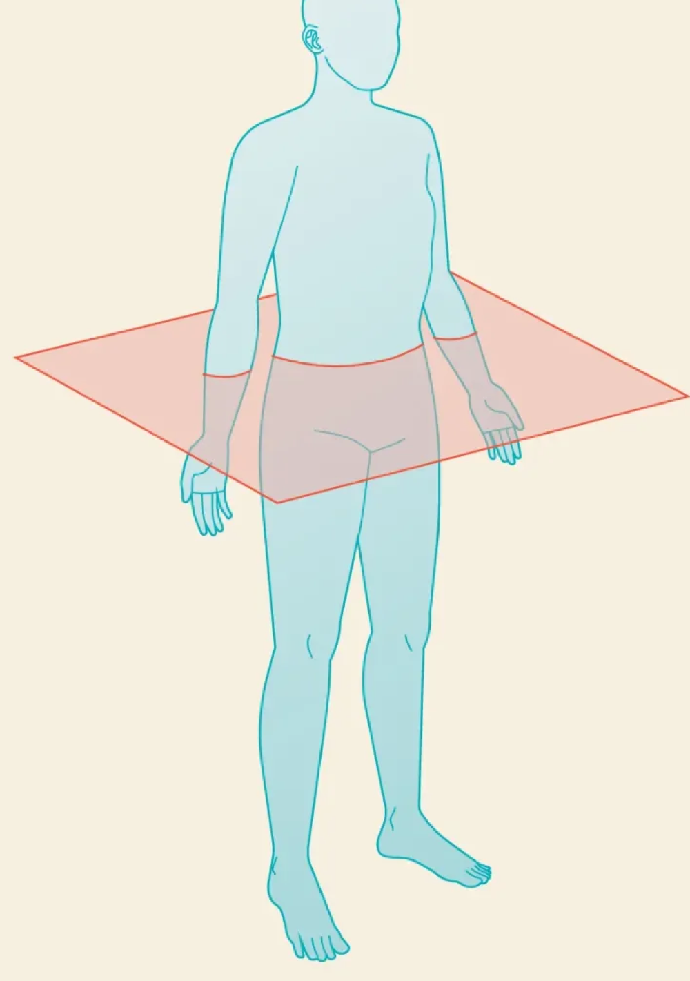 <p>Transverse/Axial/Horizontal</p>