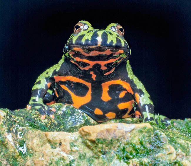 <p>Bombinatoridae</p>