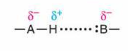 <p>specialized dipole-dipole interaction occurring between a hydrogen atom bonded to a highly electronegative atom (N, O, F) and another electronegative N, O, or F atom in a nearby molecule</p>