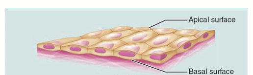 <p>single layer where thin layers are deseriable</p>