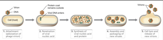 <ul><li><p>Phage injects DNA → hijacks host metabolism → synthesizes viral components → assembles virions → lyses cell releasing progeny</p></li><li><p>Can be a mechanism for horizontal gene transfer via transduction</p></li></ul><p></p>
