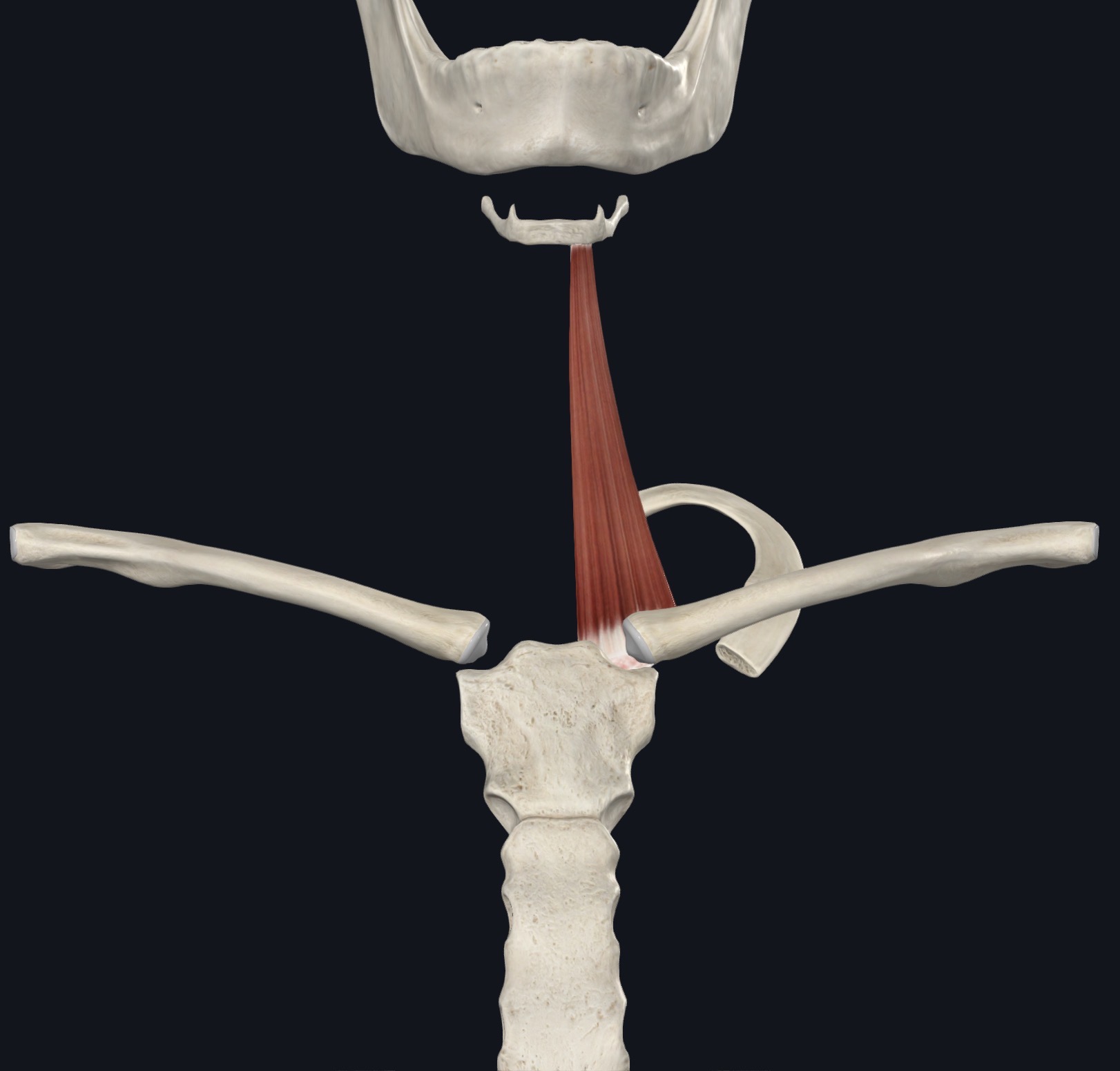 <p>Sternohyoid Nerve</p>