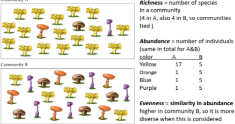 <p><strong>1. Species Richness</strong></p><ul><li><p><strong>Definition:</strong> Total number of species in a given area.</p></li><li><p><strong>Scale examples:</strong></p><ul><li><p><strong>Alpha (α):</strong> Local site</p></li><li><p><strong>Beta (β):</strong> Difference between sites</p></li><li><p><strong>Gamma (γ):</strong> Entire region</p></li></ul></li></ul><p><strong>2. Species Evenness</strong></p><ul><li><p><strong>Definition:</strong> How similar the <strong>abundances</strong> (# of individuals (either total, or per species)) of different species are.</p></li><li><p><strong>High evenness:</strong> Species are roughly equally common</p></li><li><p><strong>Low evenness:</strong> A few species dominate</p></li></ul><p><strong>3. Species Composition</strong></p><ul><li><p><strong>Definition:</strong> Which species are actually present in a community. (what it is composed of)</p></li><li><p><strong>Focuses on identity</strong>, not number or abundance</p></li></ul><p><strong>Analogy:</strong></p><ul><li><p>Individuals = candies</p></li><li><p>Species = candy colors</p></li><li><p>Evenness = how many of each color</p></li><li><p>Composition = which colors are in the bowl</p></li></ul><p><strong>Richness = how many species, Evenness = how equally common they are, Composition = which species are present.</strong></p>