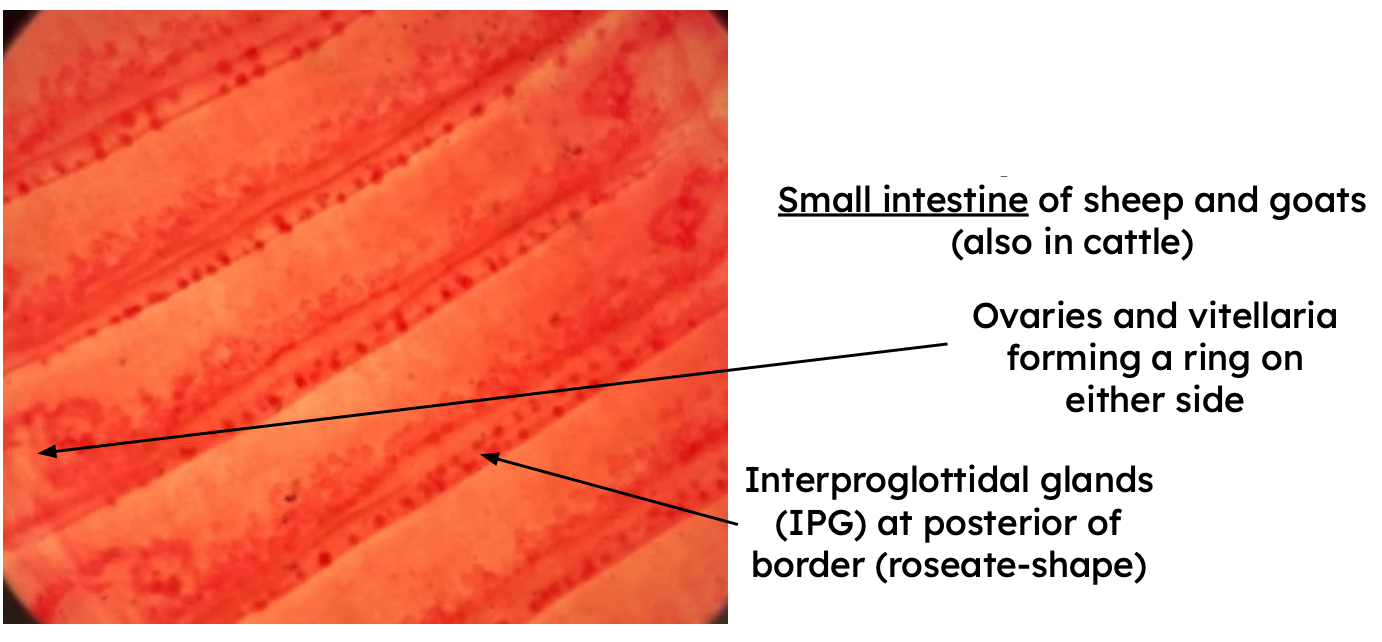 <p>Identification:</p><p>Common name:</p><p>Organ loc:</p><p>Intermediate Host:</p><p>Definitive Host:</p><p>Family:</p>