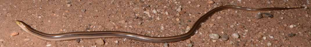 <p>E 2/3</p><p>Legless</p>