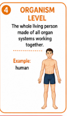 <p>The whole living person made of all the organ systems working together.<br>Example: The entire human body is an organism.</p><p></p>
