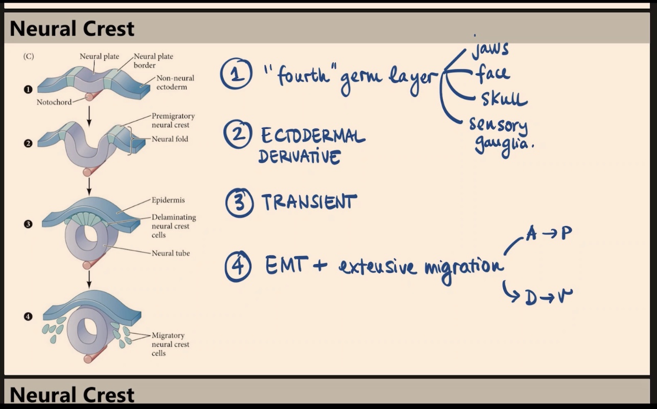 <p>What process is involved in the formation of neural crest derivatives, and how do they migrate?</p>