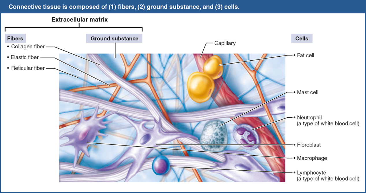 <p>adipocytes: store energy as fat, adipo=fat</p><p>leukocytes: white blood cells, respond to injury, leuko=white</p><p>mast cells: detect foreign material and initiate inflammatory response</p><p>macrophages: breakdown material</p>