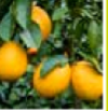<p>een citroen</p>