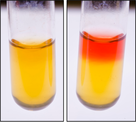 <p>2,3-butanediol fermentation</p><p>the acetoin intermediate from this fermentation reacts with reagents to produce a red color</p>