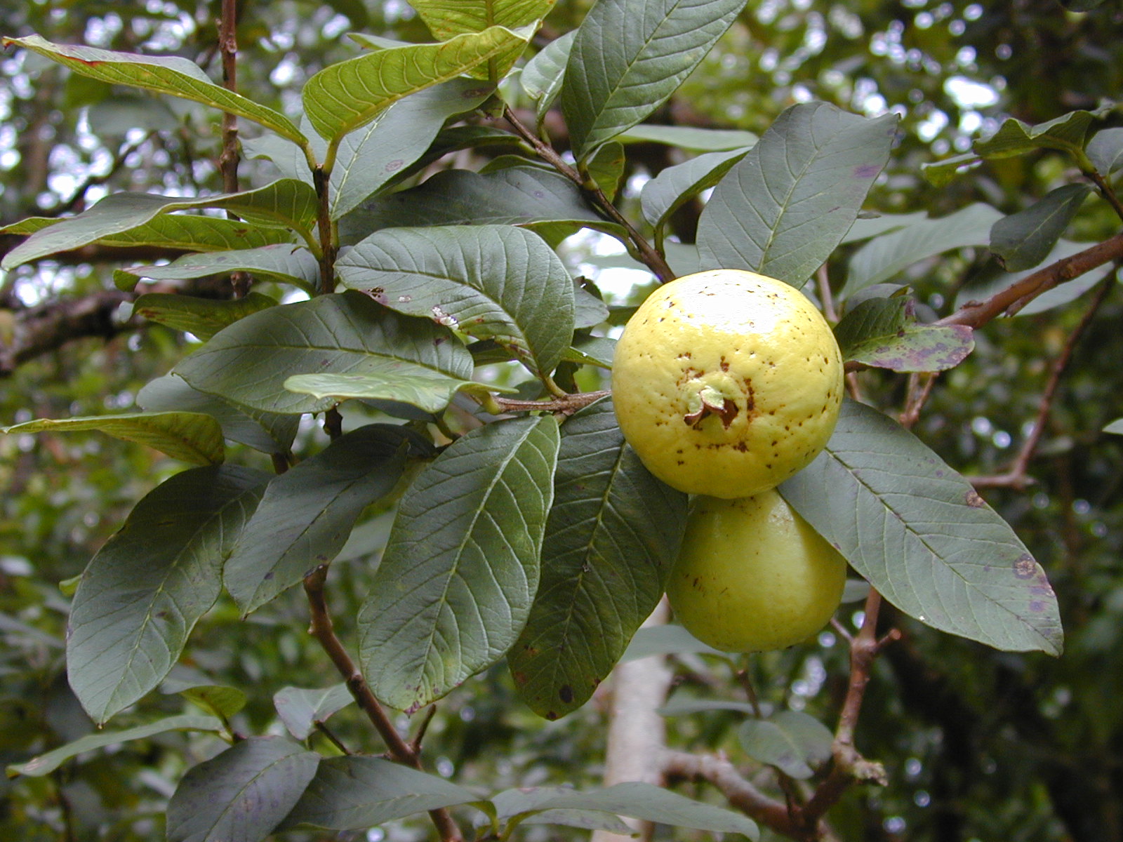 <p><strong>Common Name</strong>: Guava (Eng.), bayabas (Ilk., Tag.)</p><p><strong>Parts Used</strong>: <span style="font-family: "Helvetica Neue", sans-serif;">Leaves, bark, fruit, flowers, roots</span></p><p><strong>DOH Use/s</strong>: <span style="background-color: transparent; font-family: "Helvetica Neue", sans-serif;">General antiseptic; tooth decay and gum infection</span></p><p><strong>Other Use/s</strong>: Wound healing, antidiabetic, antihypertensive, anticancer; gastrointestinal infections, malaria, respiratory, oral, dermal infections</p><p><strong>Major Metabolites</strong>: Flavonoids, triterpenods, sesquiterpenes, glycosides, phenolics/polyphenols, saponins, alkaloids, meroterpenoids</p>